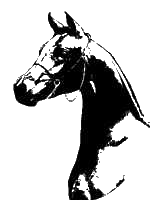 Custom Made Paints and Quarter Horses