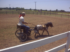 Pony Cart With Horse and Harness