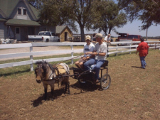 Pony Cart with Horse and Harness