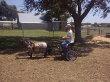 Pony Cart with Horse and Harness