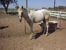 Seminole Wind 2 year old palamino gelding left side
