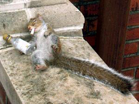 squirrel