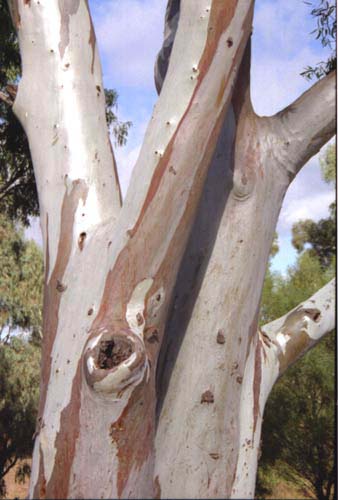 euctree2