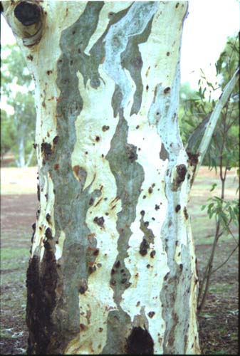 euctree3