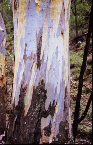 euctree4