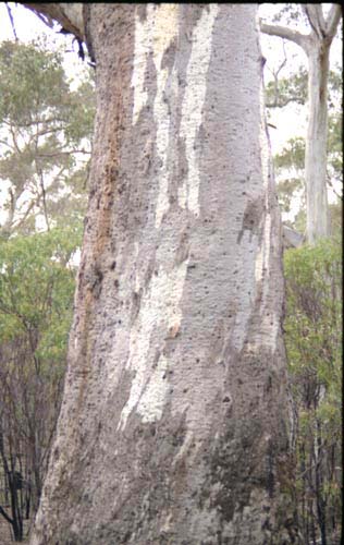 euctree5