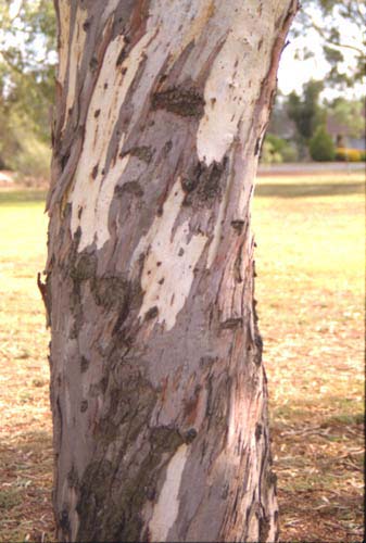 euctree6