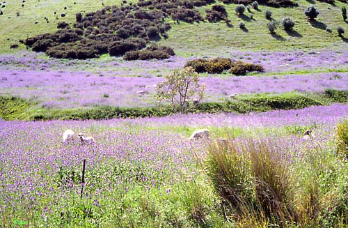 lambs