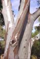 euctree2
