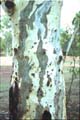 euctree3