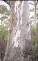 euctree5