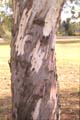 euctree6