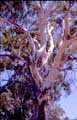 gumtree