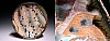 thumbnails/baskin3.jpg