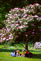 Arborial shade in Clyne Gardens