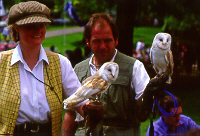 Barn Owls with their daytime roosts!