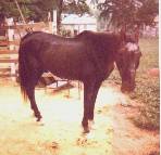 First pic of Blackie as he came out from getting his morning grain.