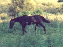 Blackie on July 16 2002