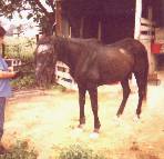 Another shot of Blackie as he gets his morning grain (5-28-02)