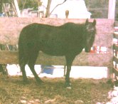Blackie as he waits for his morning grain.