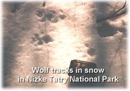 wolftracks.jpg (7898 bytes)