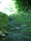 Nature has taken over the road