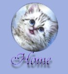 The Older Cats Society Chain Stories