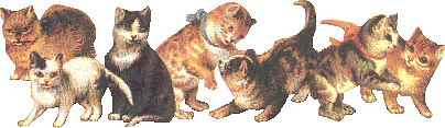 older cats