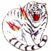 A White Tiger