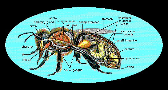Bee Anatomy