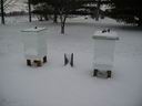 Did You Know Bees Stay Active All Winter?