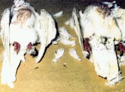 Sacrificed beheaded Santaria animals