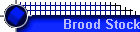 Brood Stock