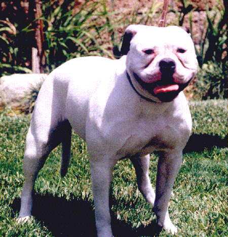 havoc1.jpg (42110 bytes)