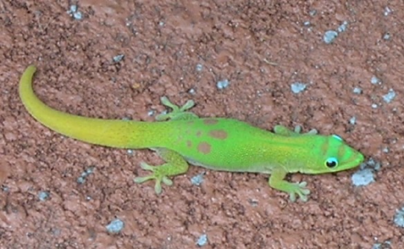 Non-native Day Gecko, Kona Shopping Village, 2007.