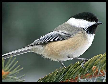 Black Capped Chickadee