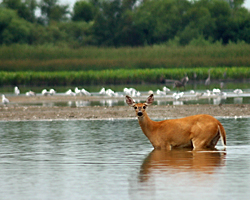 Whitetail Deer And Gulls