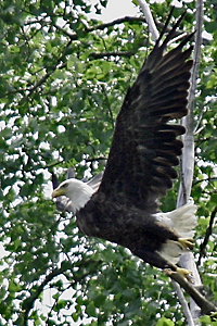 Adult Bald Eagle