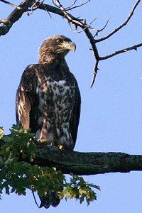 Young Bald Eagle