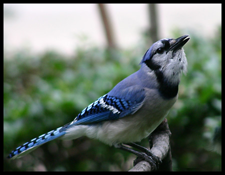 Blue Jay