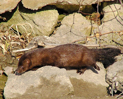 Mink
