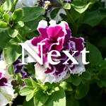 Next