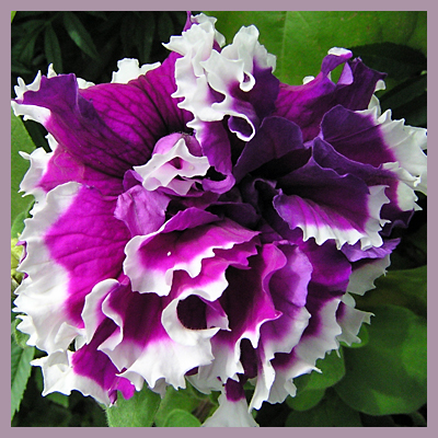 Petunia