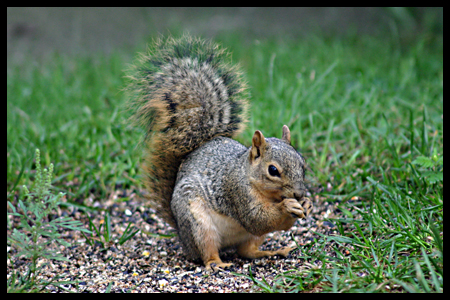 Squirrel