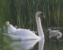 Swans