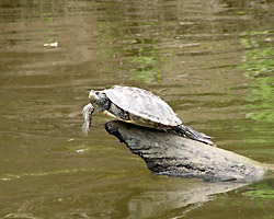 Turtle