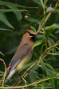 Cederwaxwing