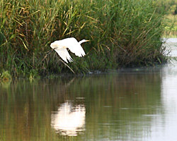 White Egret