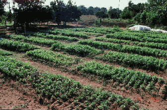 Ensayo de evaluaci�n de distintos sustratos org�nicos en el cultivo de cilantro.