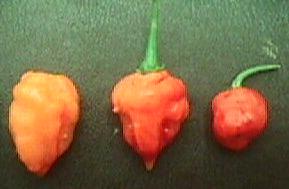 foto aji misterioso maduro.JPG (9466 bytes)